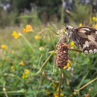 Marbled White wideangle 